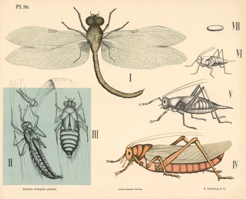 Insekter. Netvinger og skindvinger av Peter Dybdahl