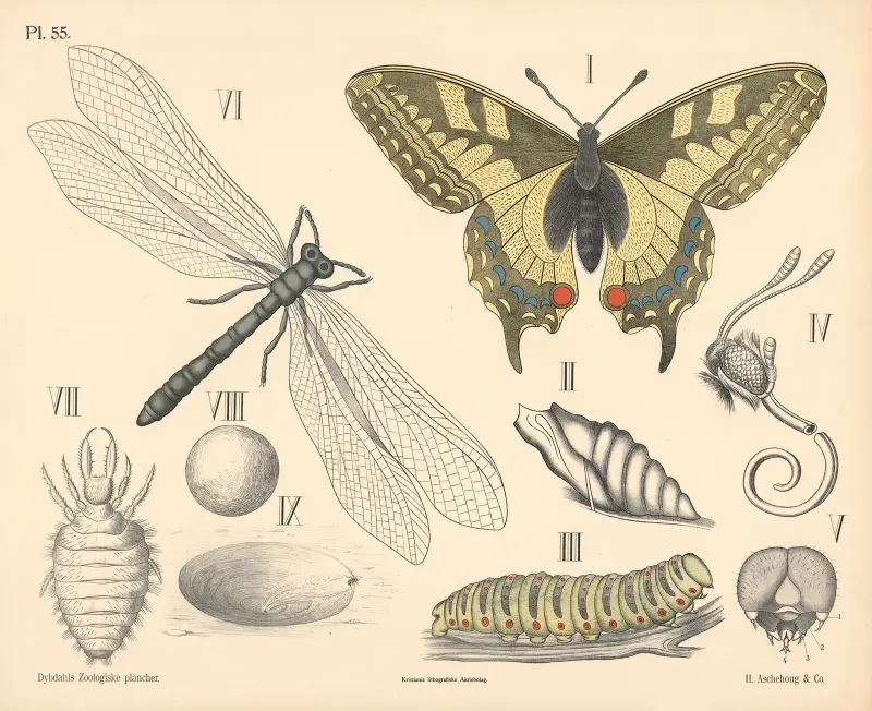 Insekter. Skalvingar och nätvingar av Peter Dybdahl