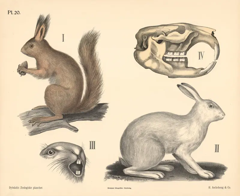 Säugetiere. Nagetiere, Variante 1. von Peter Dybdahl