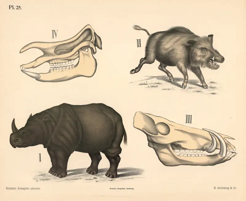 Säugetiere. Dickhäuter, Variante 1., 1881 – Nr. 2 von Peter Dybdahl
