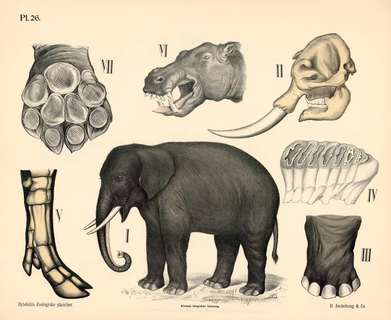Säugetiere. Dickhäuter, Variante 1., 1881 – Nr. 1 von Peter Dybdahl