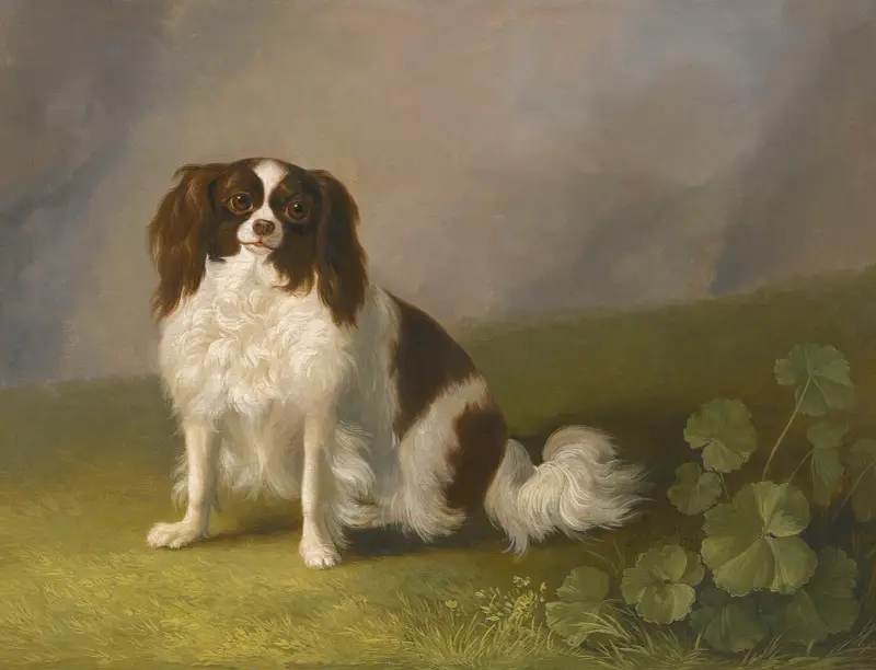 Porträt eines Cavalier King Charles Spaniels in einer Landschaft von Jacob Philipp Hackert