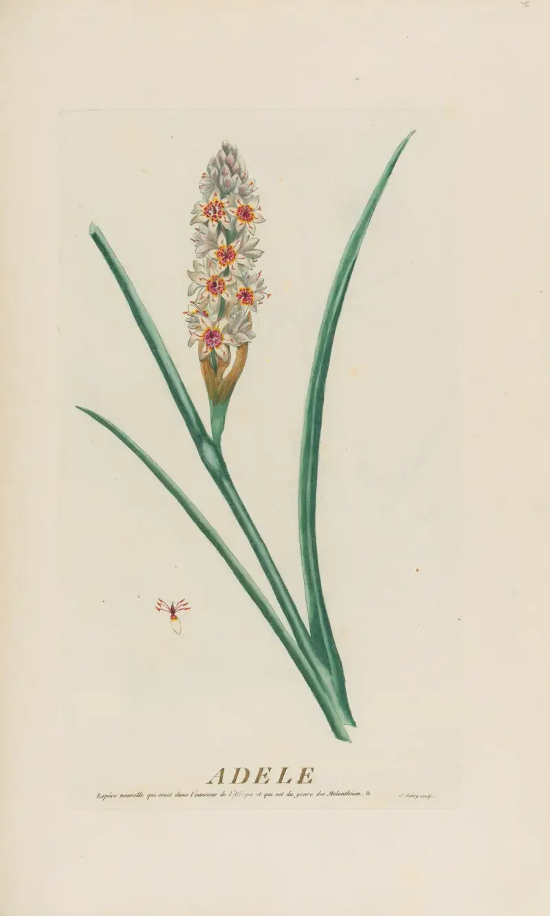 Adele von Pierre Philippe Alyon