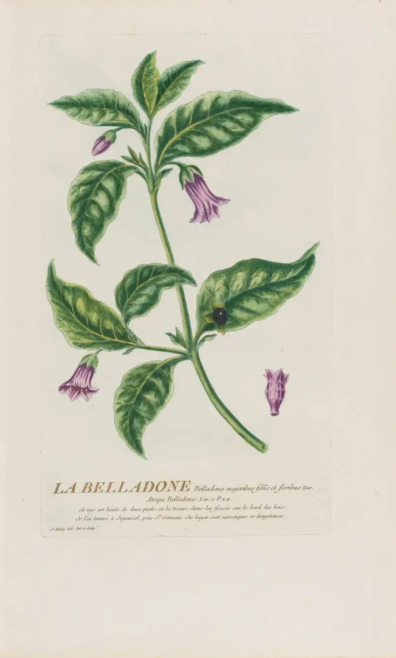 Die Belladonna von Pierre Philippe Alyon