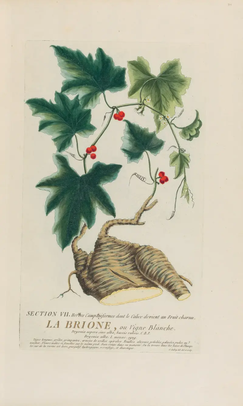 La Brione, ou Vigne Blanche, Pierre Philippe Alyon