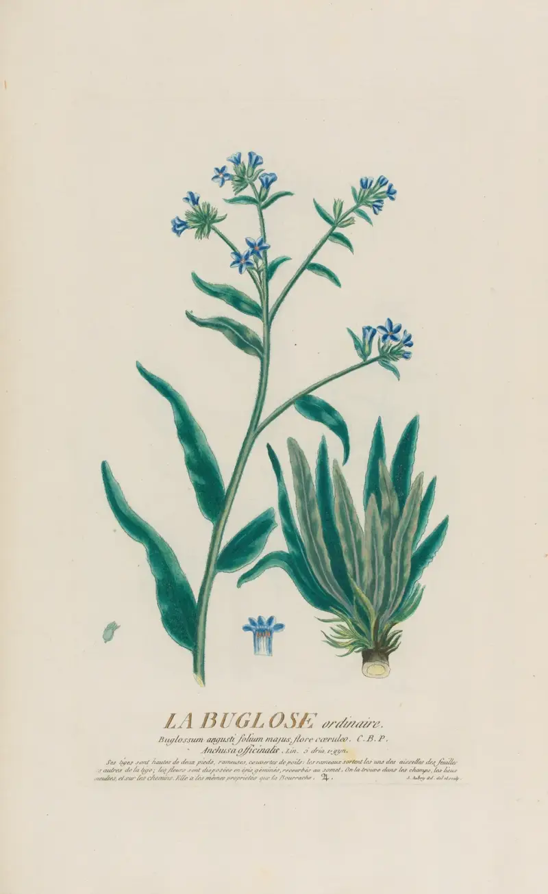 Obyčejná buglosa, Pierre Philippe Alyon