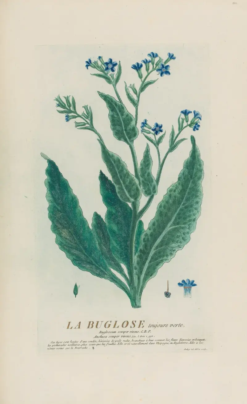 La Buglose toujours verte, Pierre Philippe Alyon