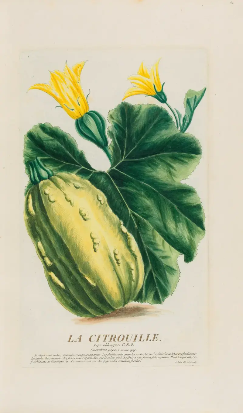 Der Kürbis von Pierre Philippe Alyon