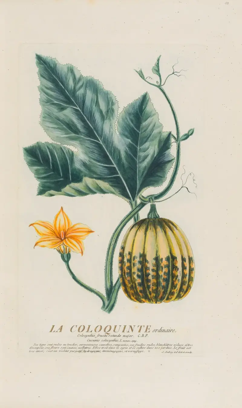 Die gewöhnliche Koloquinte von Pierre Philippe Alyon