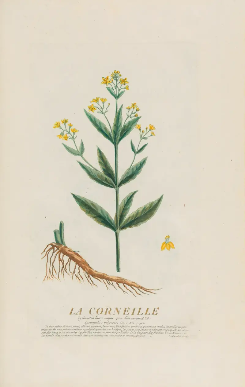 La Corneille von Pierre Philippe Alyon