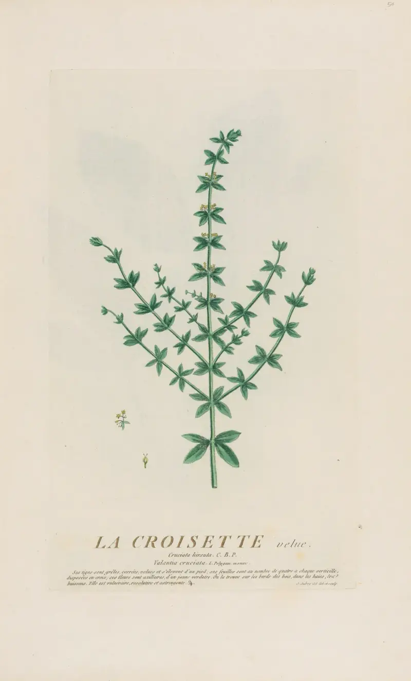 La Croisette velue von Pierre Philippe Alyon