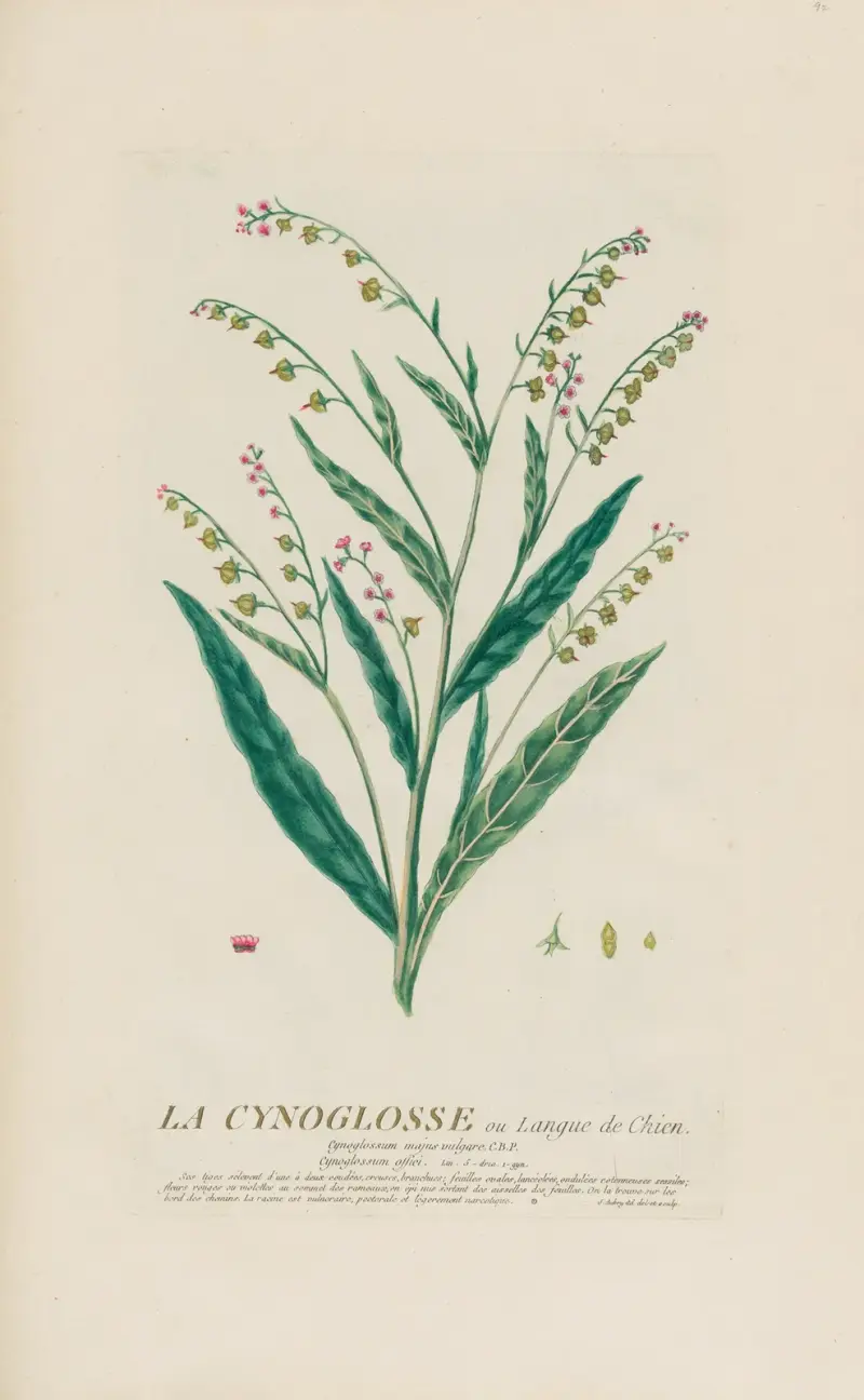 La Cynoglosse ou Langue de Chien av Pierre Philippe Alyon