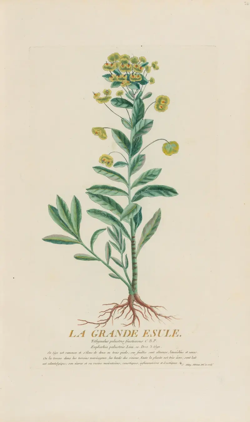 Velká exulantka, Pierre Philippe Alyon