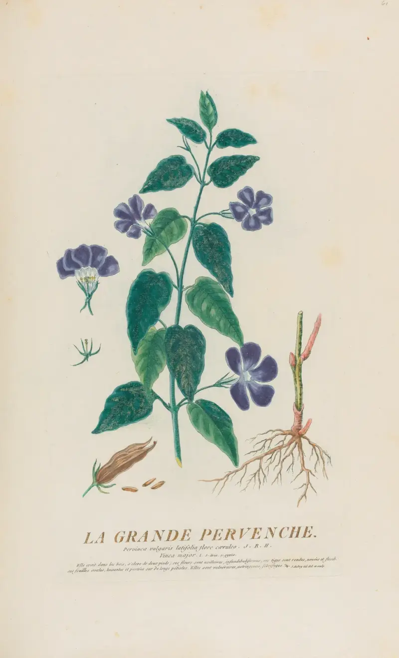 Wielki barwinek, Pierre Philippe Alyon