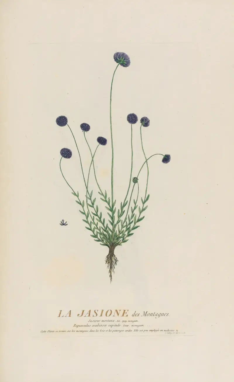 Hvozdíkovité hory, Pierre Philippe Alyon