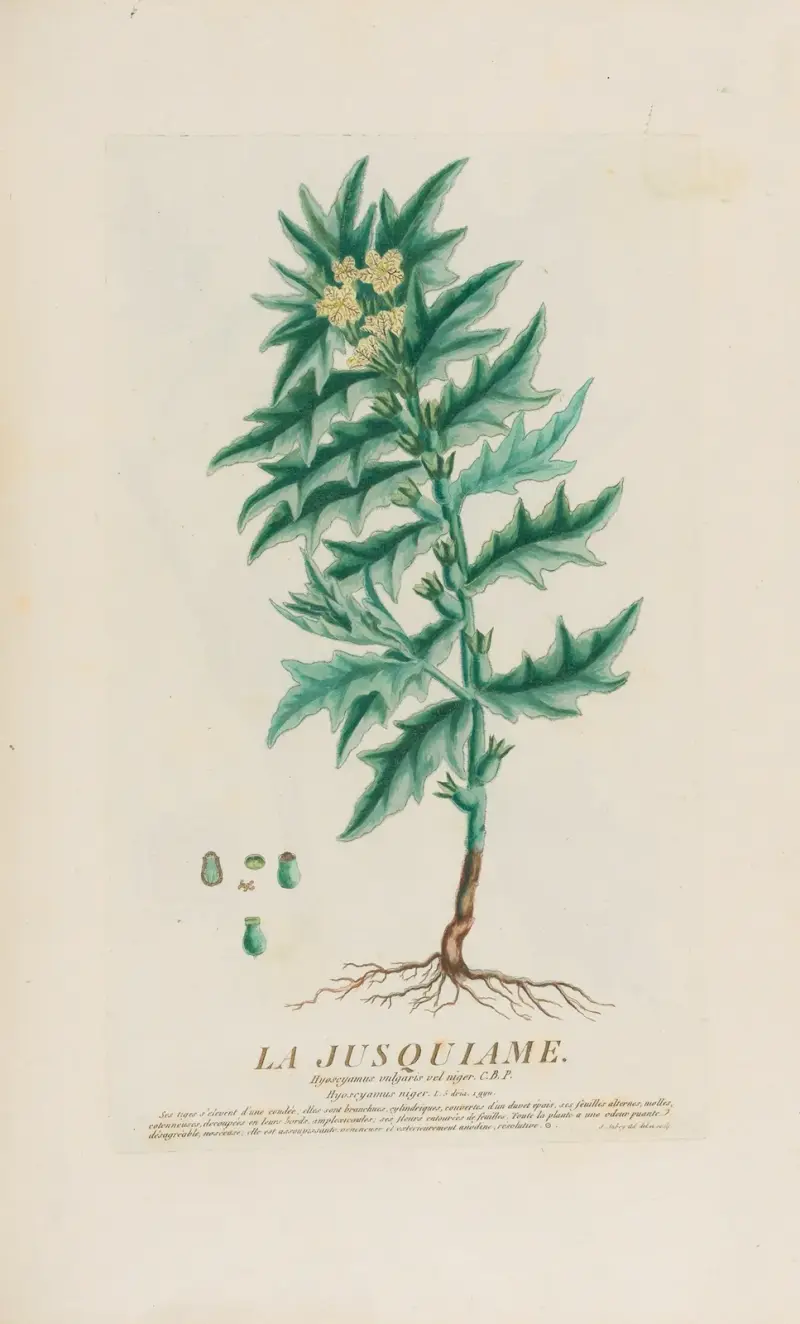 La Jusquiame von Pierre Philippe Alyon