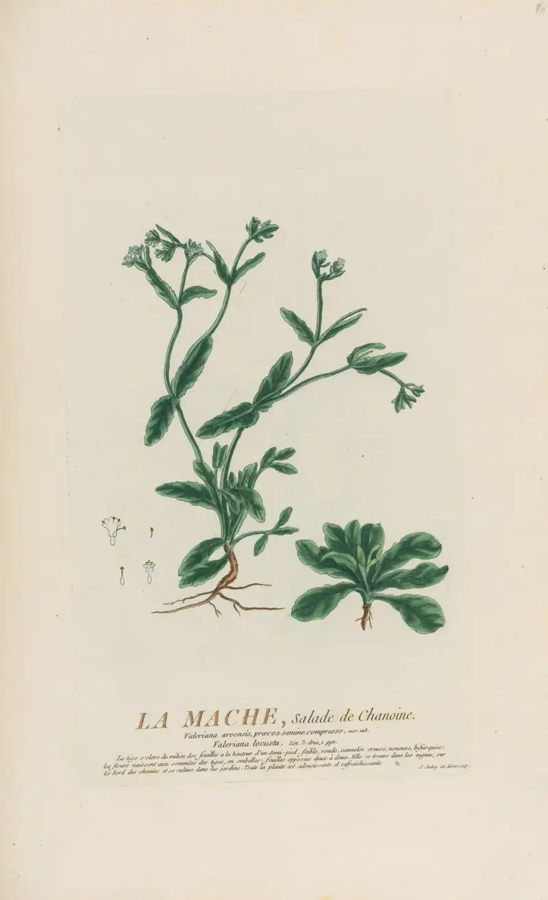 La Mache, Salade de Chanoine, Pierre Philippe Alyon