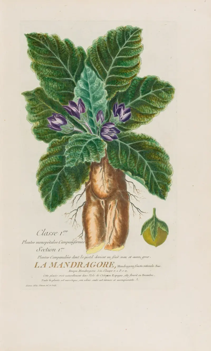 Alraune von Pierre Philippe Alyon