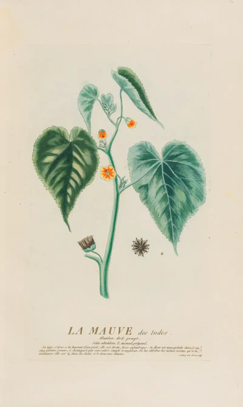 Indická sléz, Pierre Philippe Alyon