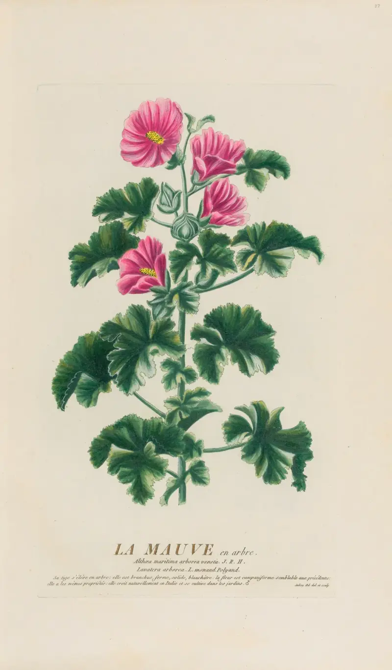 Mauve na stromě, Pierre Philippe Alyon