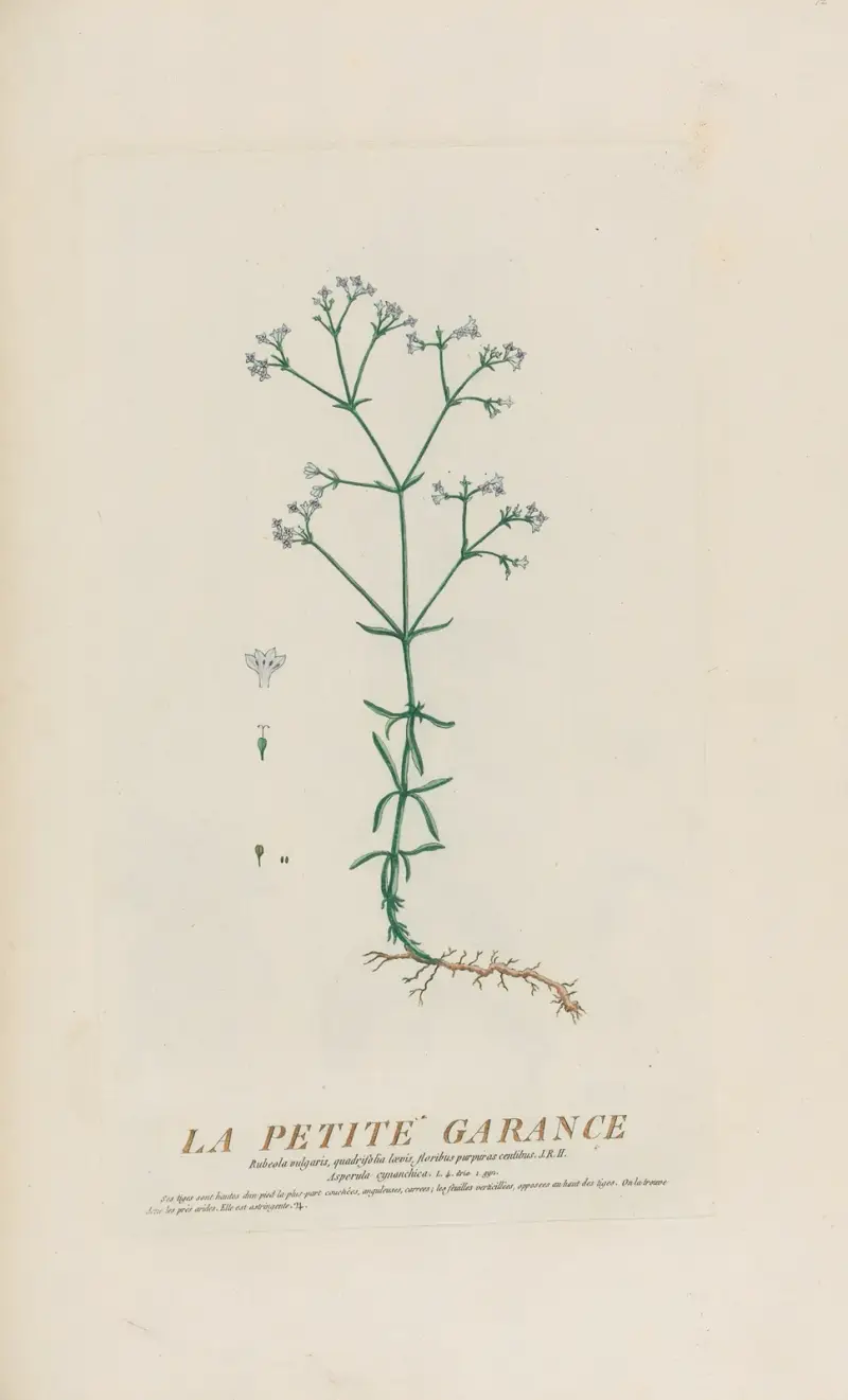 Die kleine Garance von Pierre Philippe Alyon