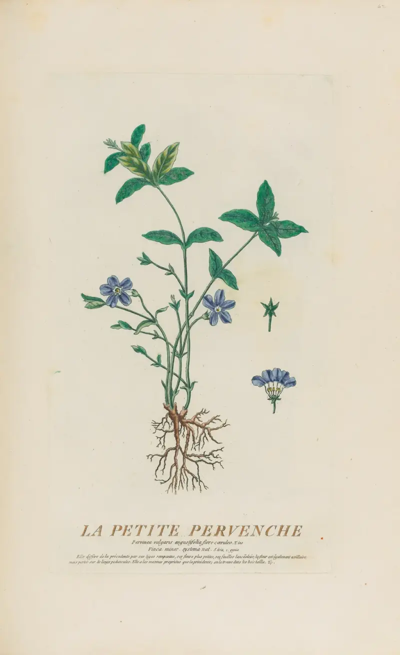 Malá barvínek, Pierre Philippe Alyon