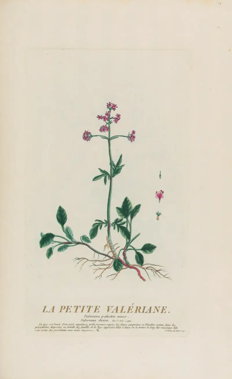 Die kleine Ehrenpreis, 1787 von Pierre Philippe Alyon