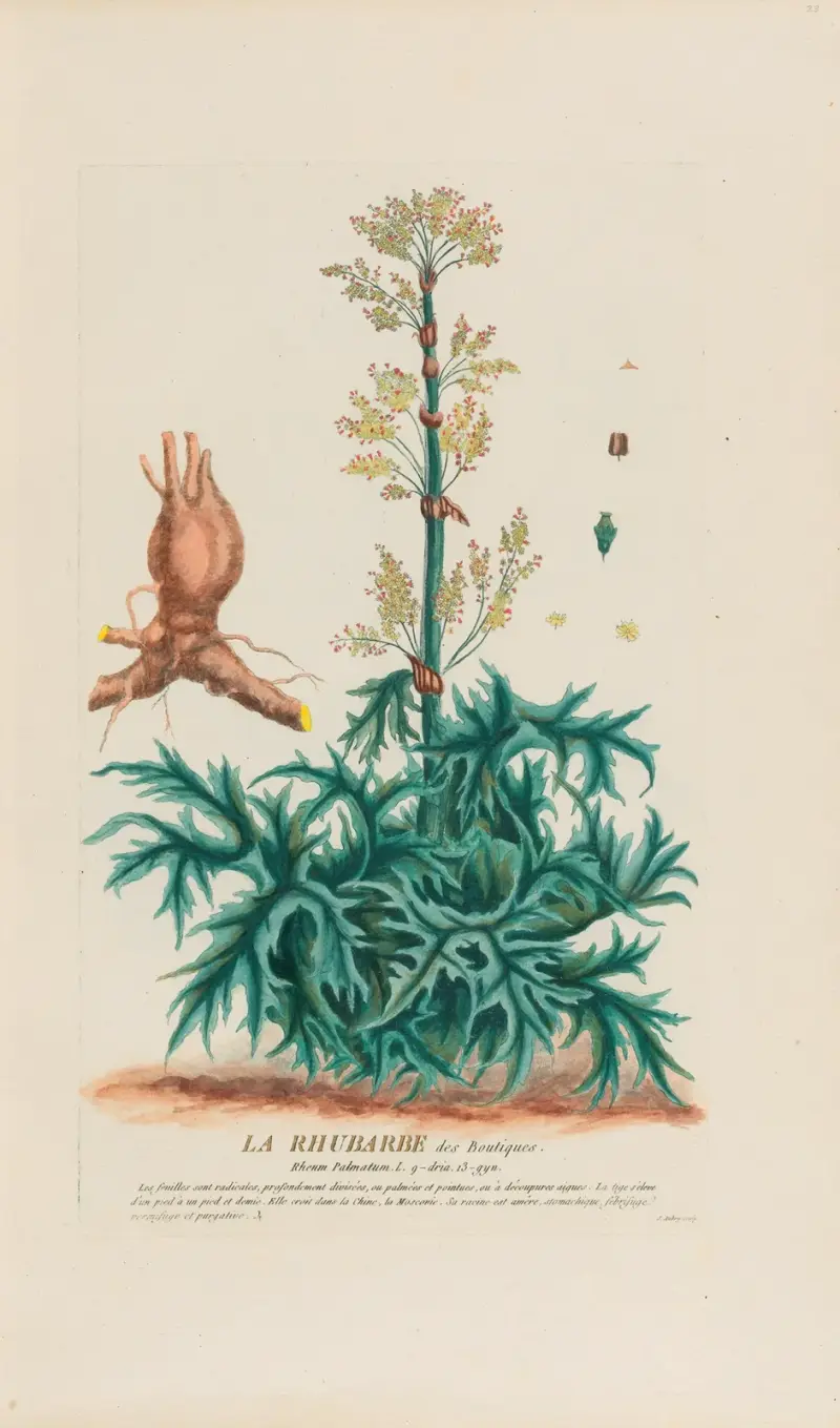 Rebarbora v obchodech, Pierre Philippe Alyon