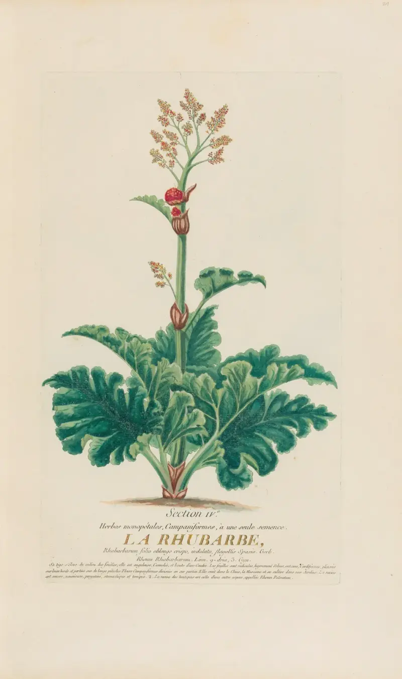 Rebarbora, Pierre Philippe Alyon