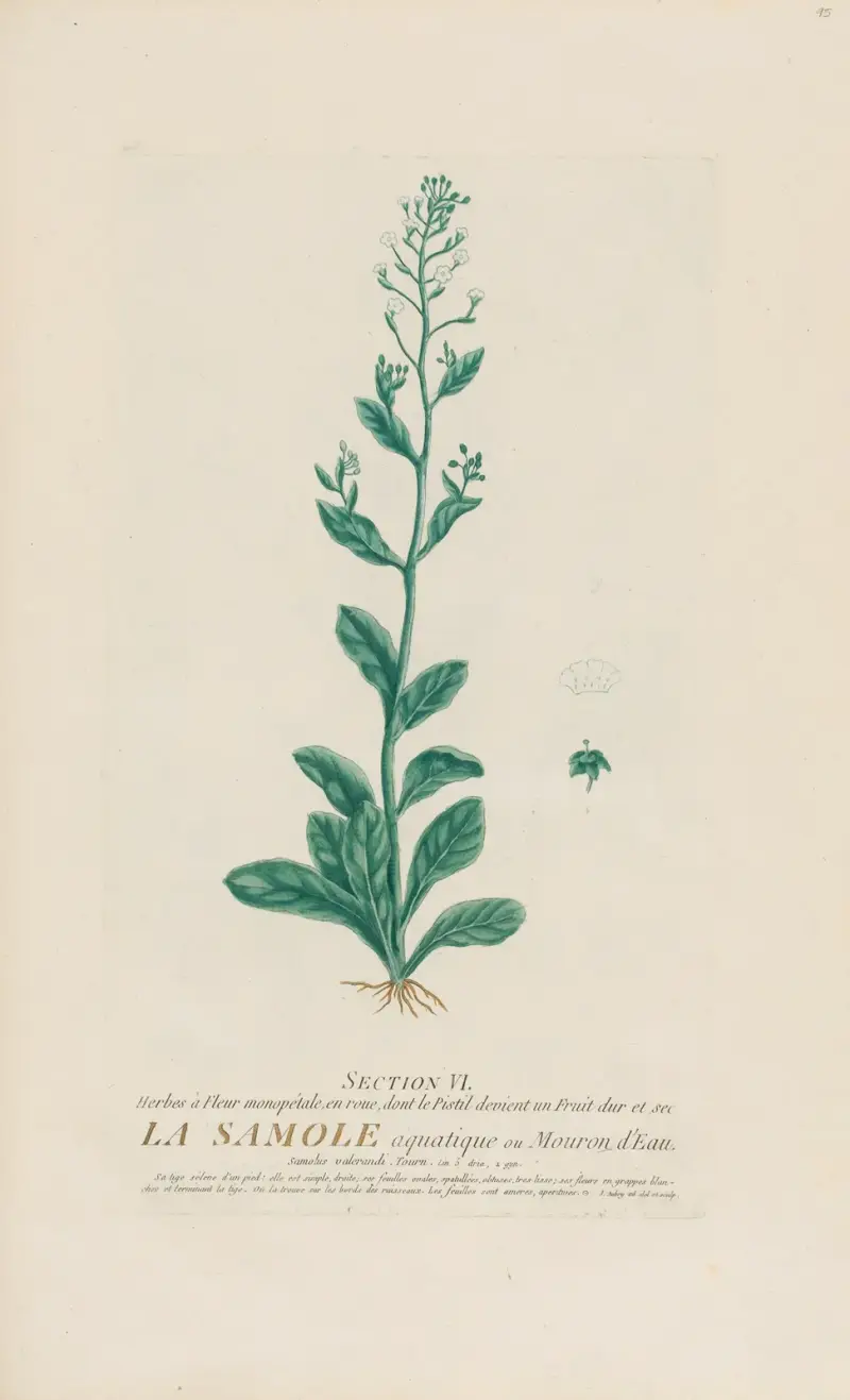 La Samole aquatique ou Mouron d’Eau av Pierre Philippe Alyon