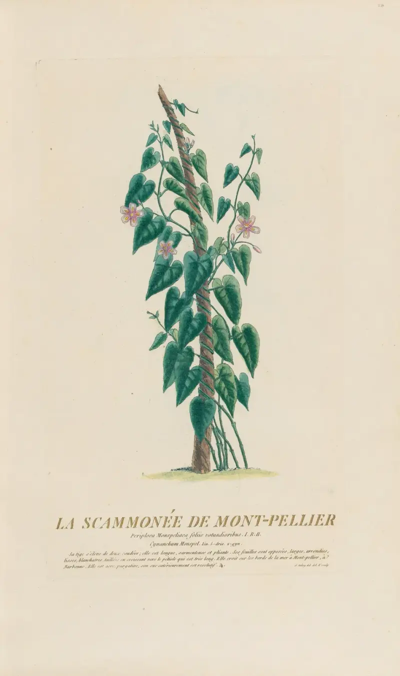 Montpellierscammonium, Pierre Philippe Alyon