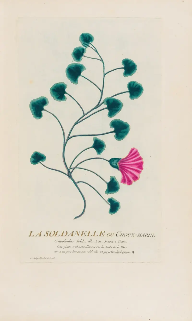 Die Soldanelle oder Choix-marin von Pierre Philippe Alyon