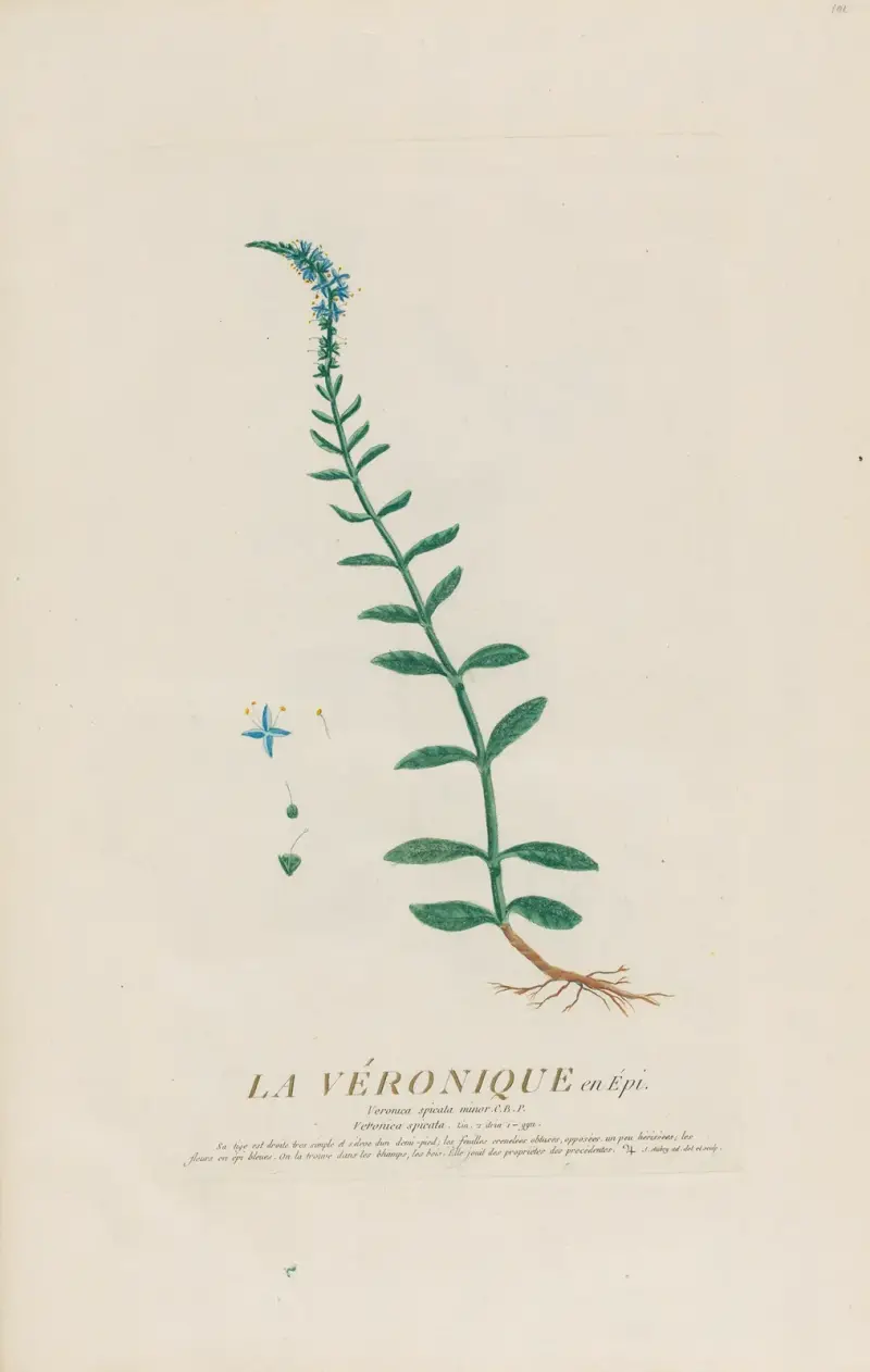 Ehrenpreis in Ähren von Pierre Philippe Alyon