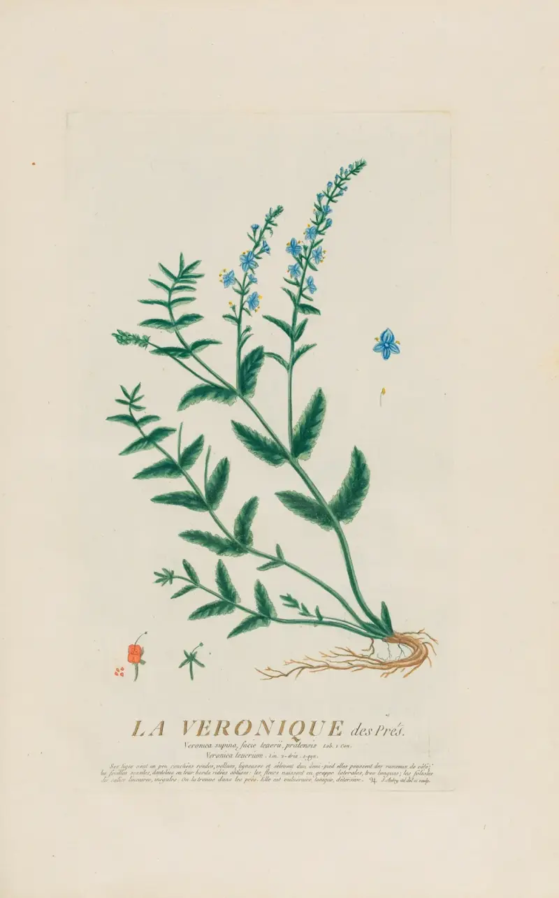 La Veronique des Prés av Pierre Philippe Alyon