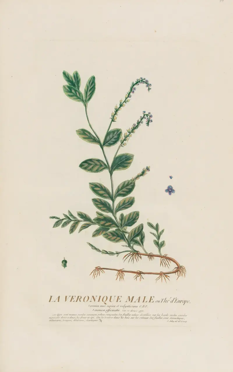Bäckveronika av Pierre Philippe Alyon