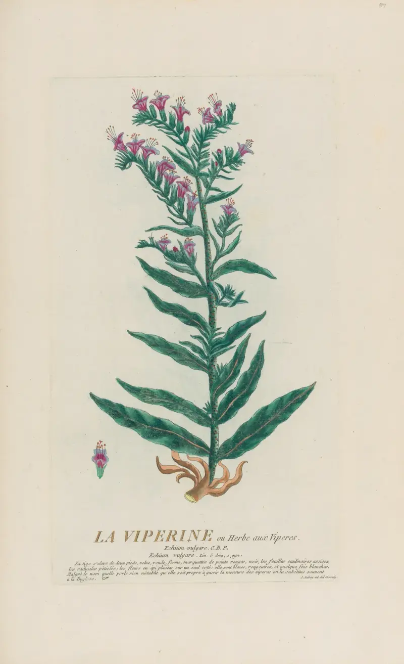 La Viperine ou Herbe aux Viperes av Pierre Philippe Alyon