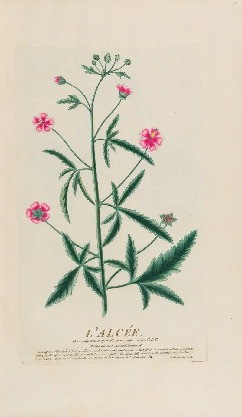 Alej (L’Alcée), Pierre Philippe Alyon