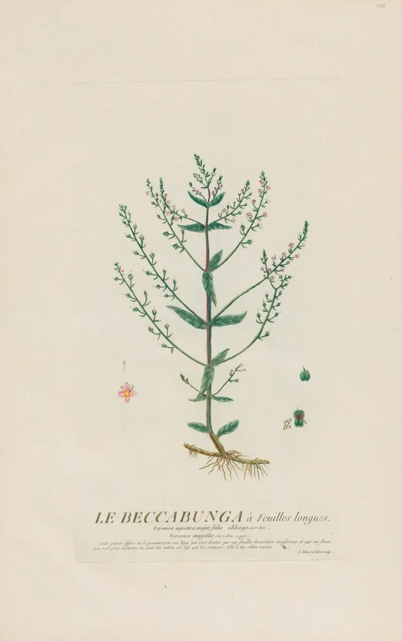 Beccabunga s dlouhými listy, Pierre Philippe Alyon