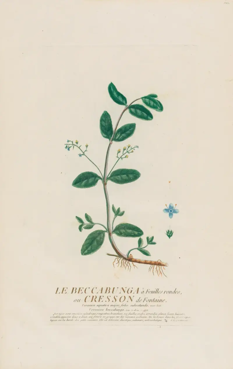 Le Beccabunga à Feuilles rondes, ou Cresson de Fontaine av Pierre Philippe Alyon