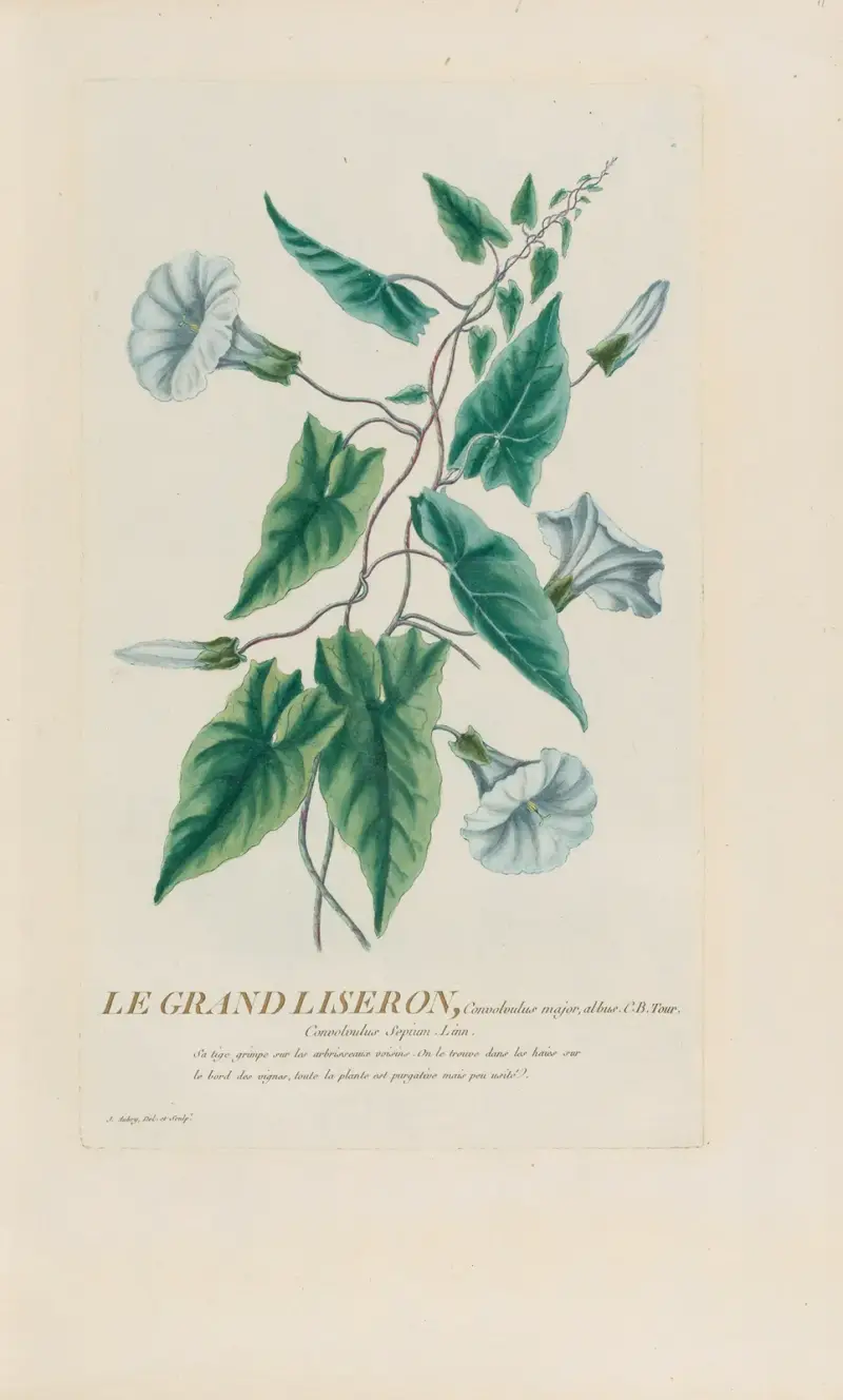 Die große Ackerwinde von Pierre Philippe Alyon