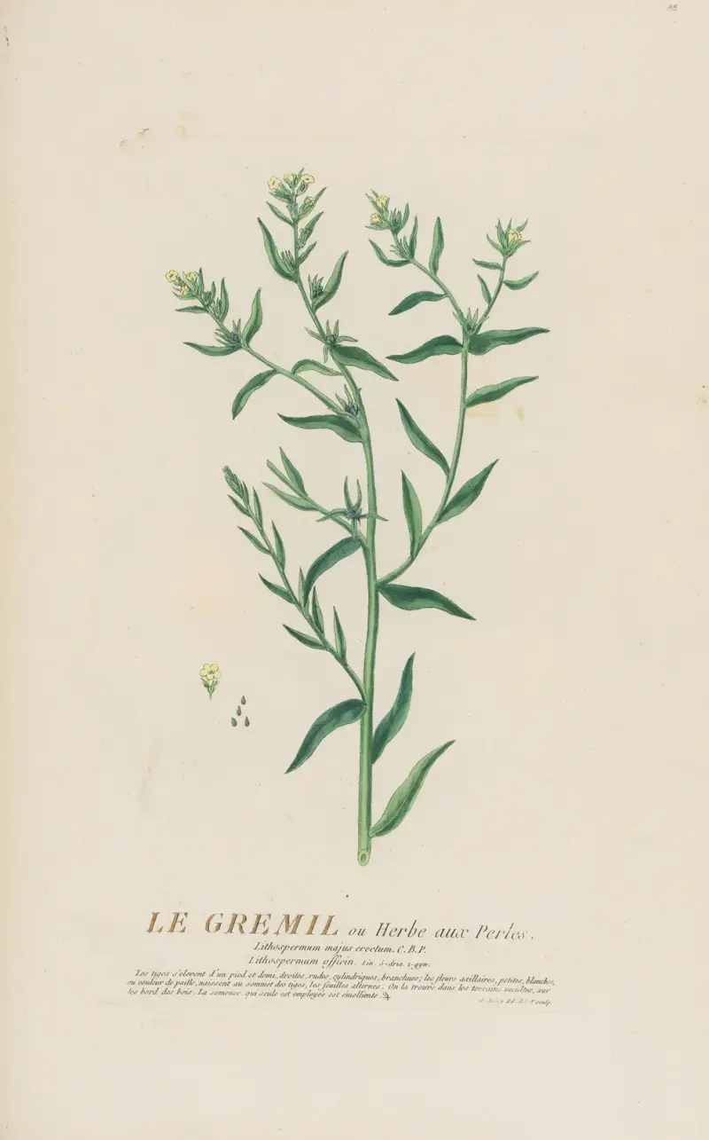 Le Gremil ou Herbe aux Perles av Pierre Philippe Alyon