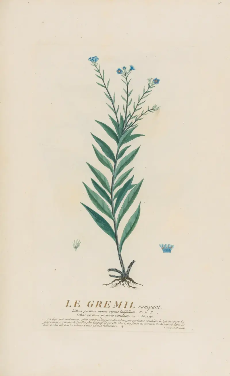 Le Gremil rampant von Pierre Philippe Alyon