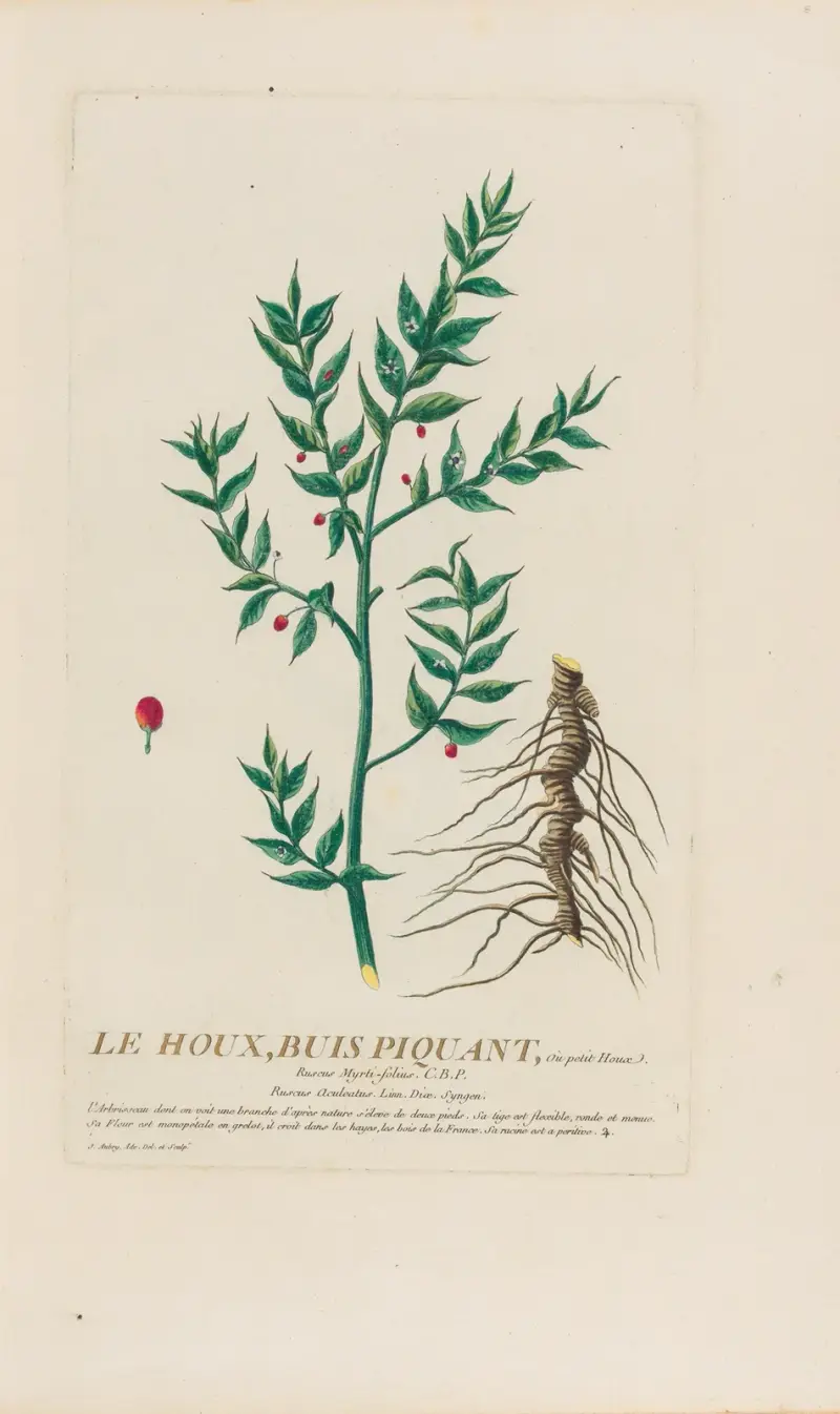 Le Houx, Buis Piquant, Ou petit Houae av Pierre Philippe Alyon