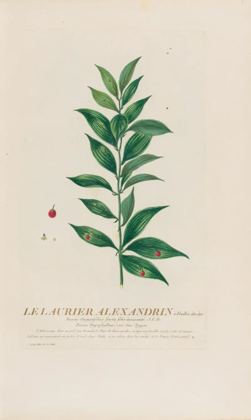 Le Laurier Alexandrin à Feuilles étroités av Pierre Philippe Alyon