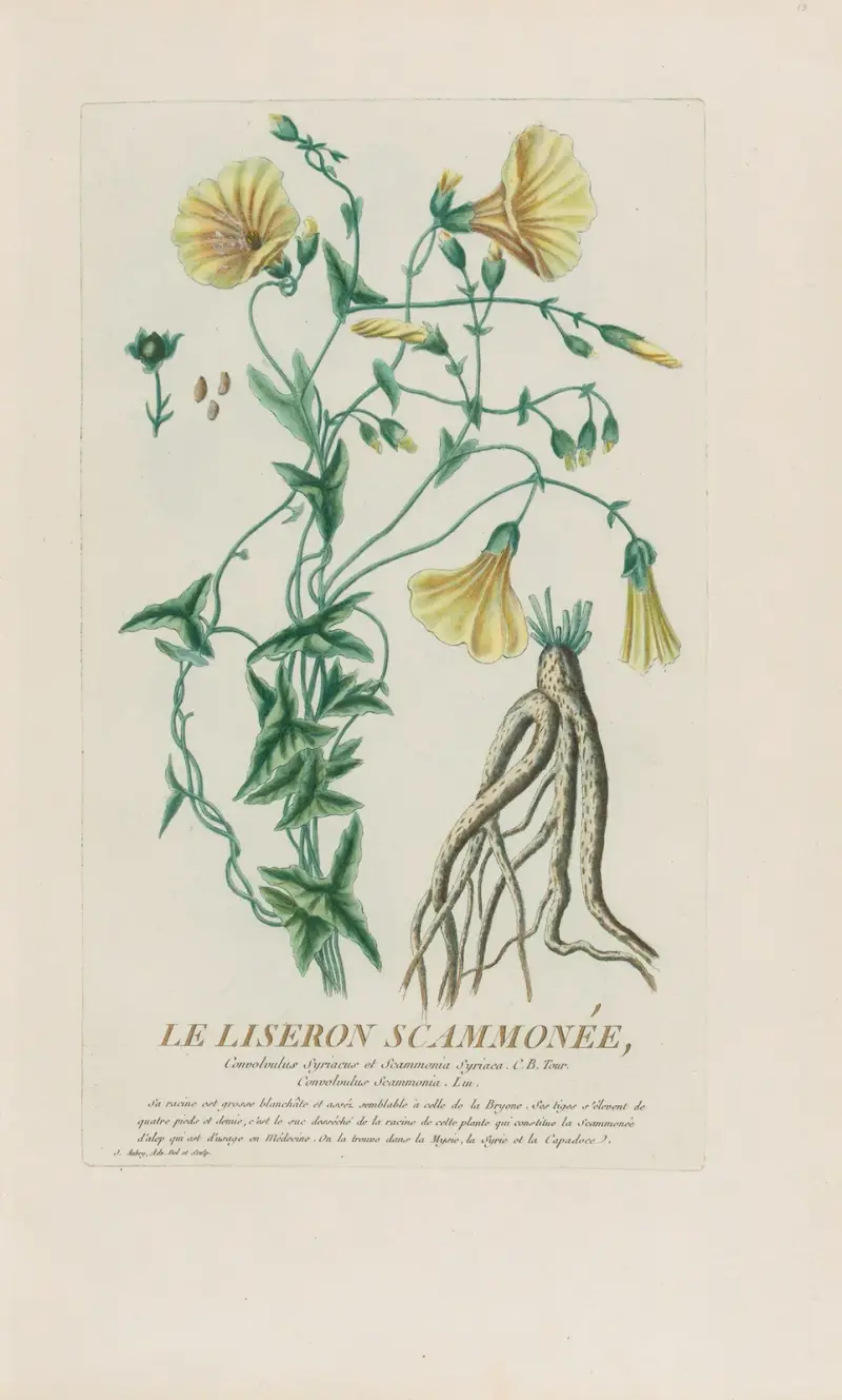 Powój (Le Liseron Scammonée), Pierre Philippe Alyon