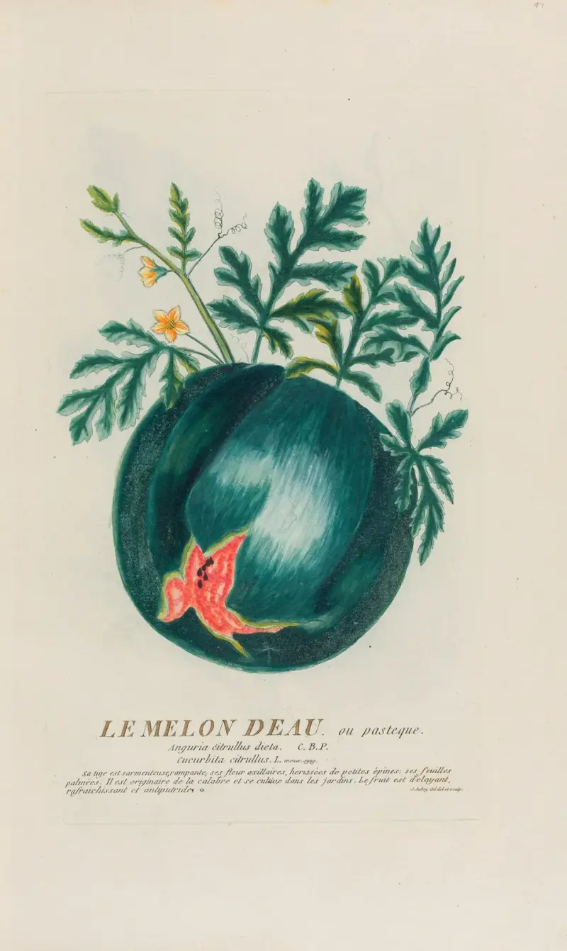 Melon deau, neboli vodní meloun, Pierre Philippe Alyon