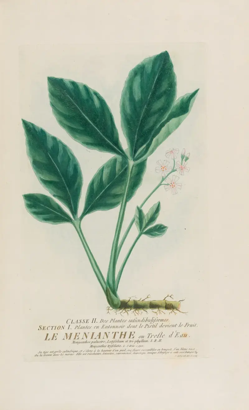 Wasserklee von Pierre Philippe Alyon