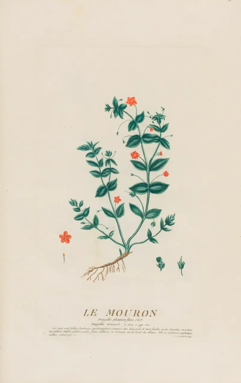 Le Mouron von Pierre Philippe Alyon