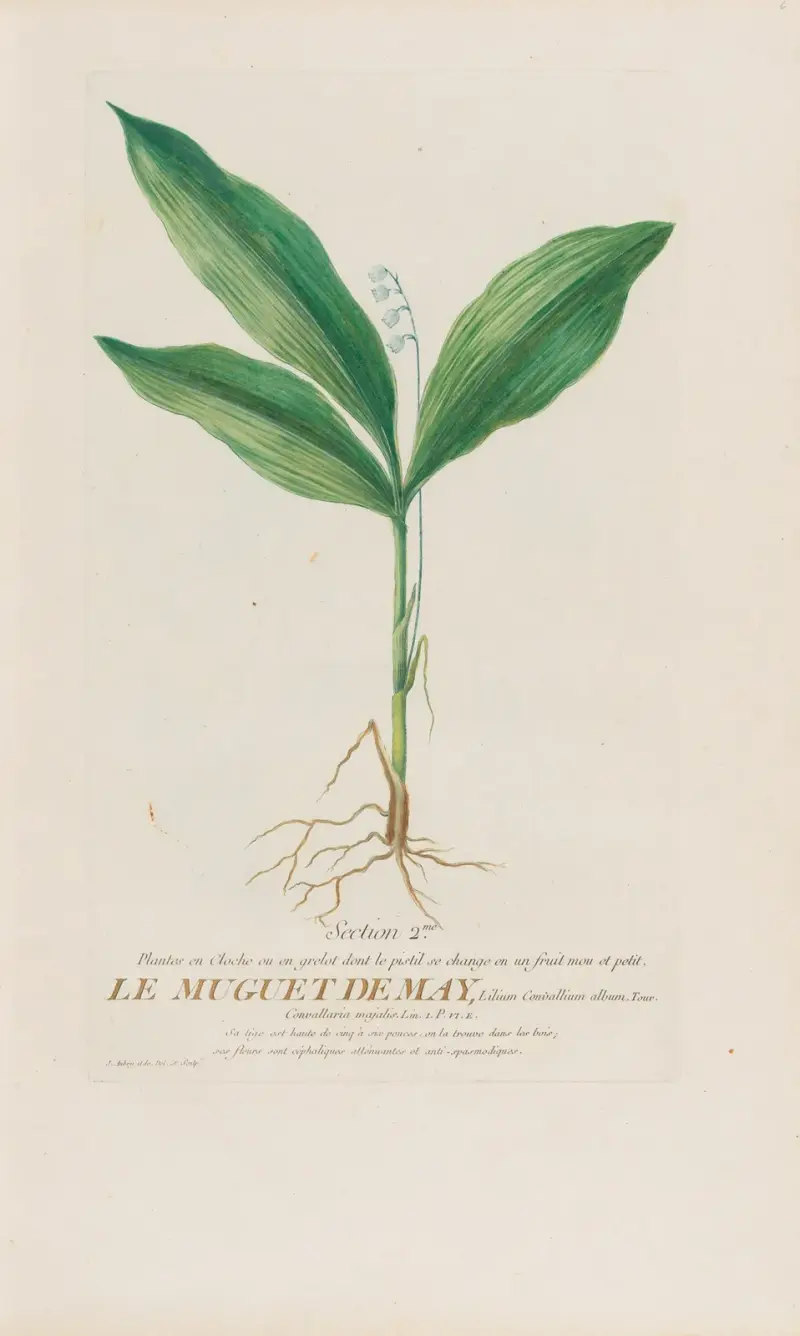 Le Muguet De May av Pierre Philippe Alyon