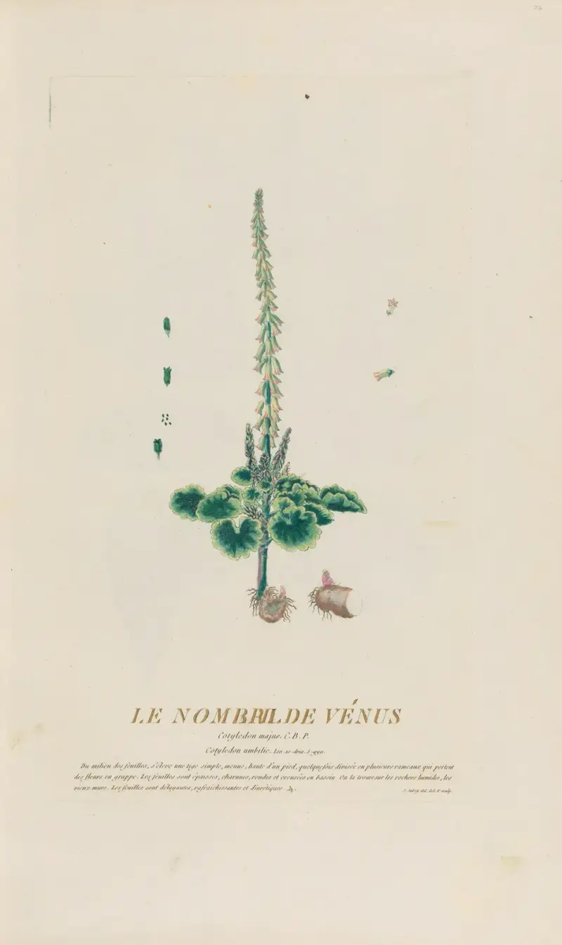 Pępek Wenery, Pierre Philippe Alyon